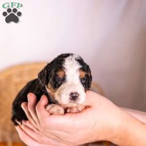 Goldie, Bernedoodle Puppy